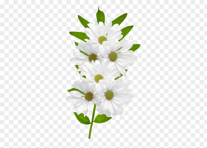 White Daisies Clipart Flower Common Daisy Clip Art PNG