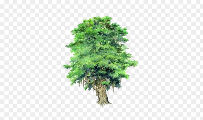 A Hand-painted Banyan Tree Picture Material Populus Nigra Bauhinia Xd7 Blakeana Garden PNG