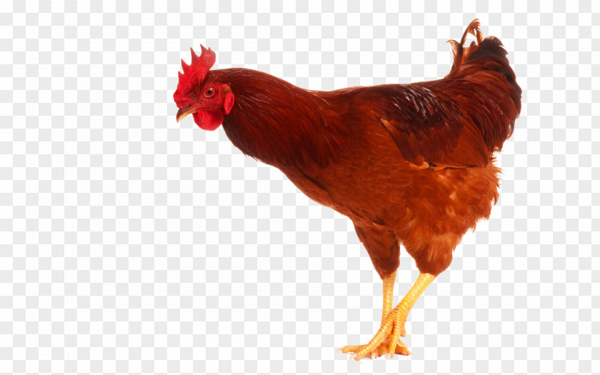 Cock Chicken High-definition Television Display Resolution Wallpaper PNG