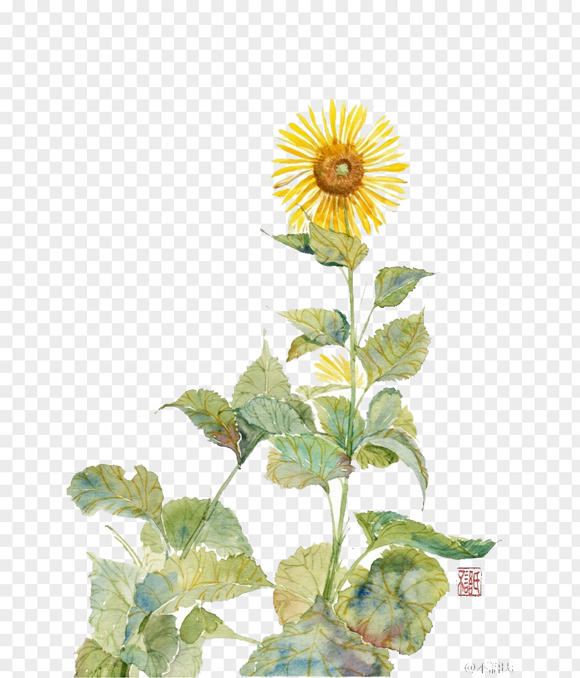 Hand Painted Sunflowers Common Sunflower Student Movement Painting Flowers Watercolor PNG