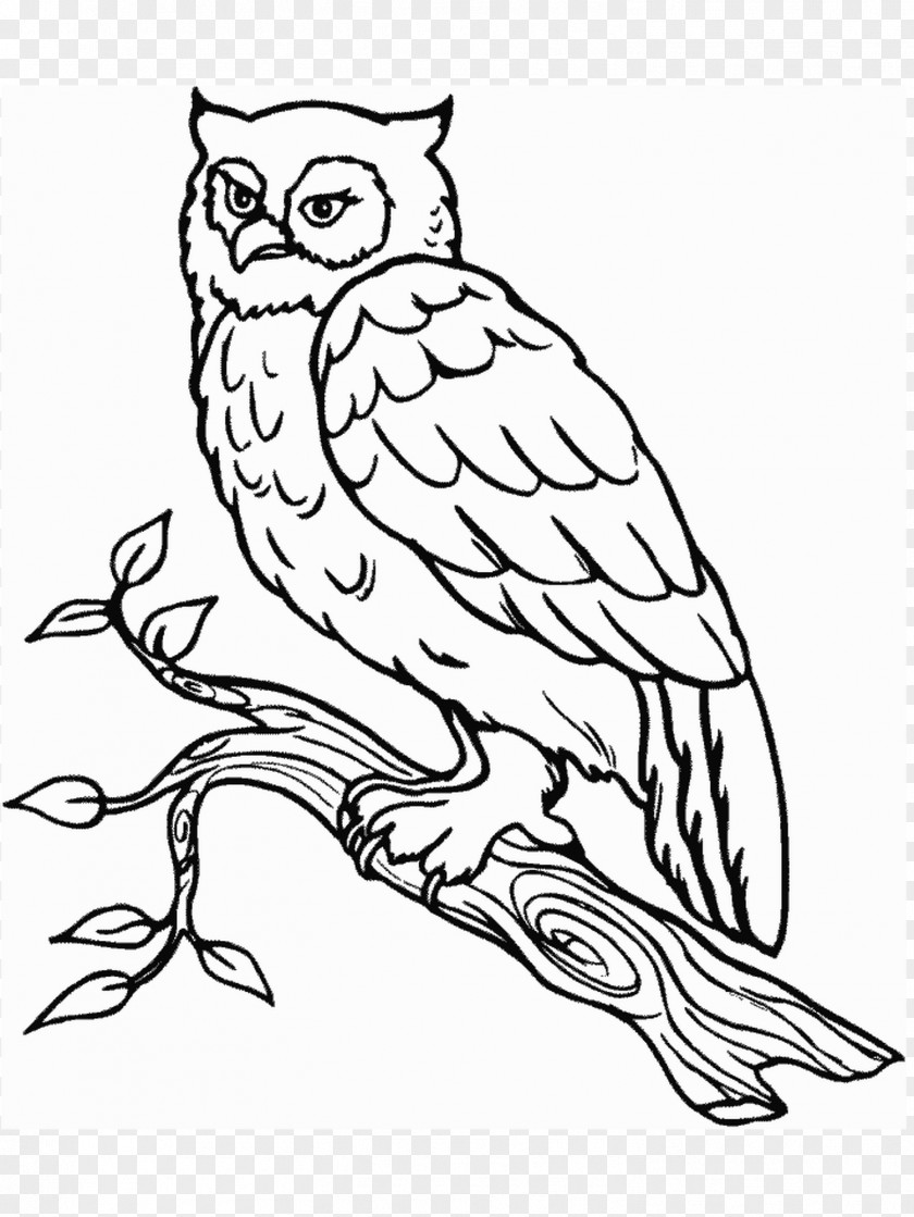 Owl Snowy Coloring Book Bird Barn PNG
