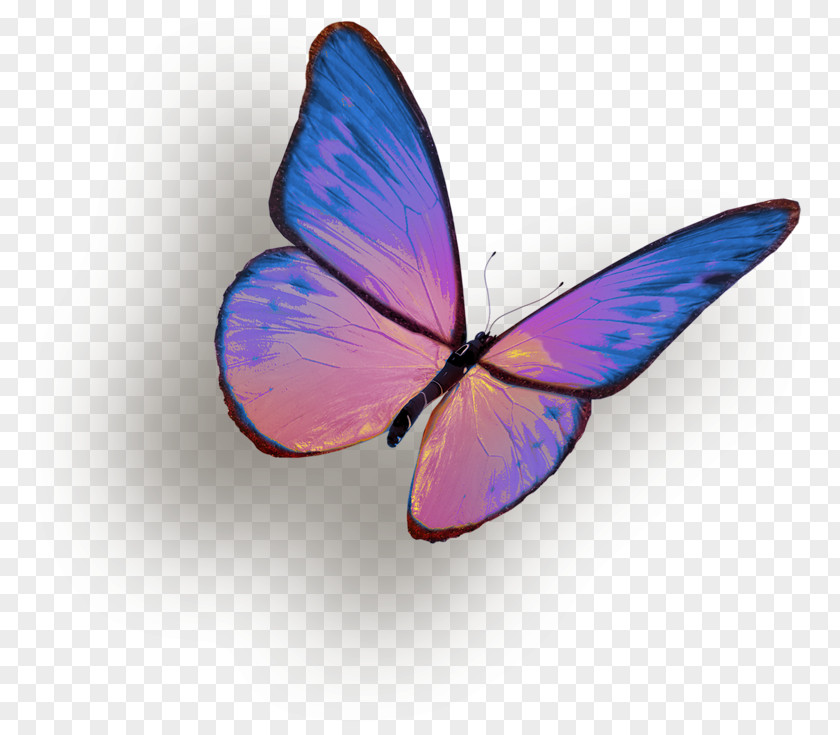 Purple Butterfly Insect Clip Art PNG