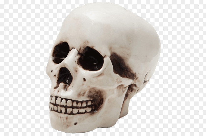 Skull Skeleton Piggy Bank Coin PNG