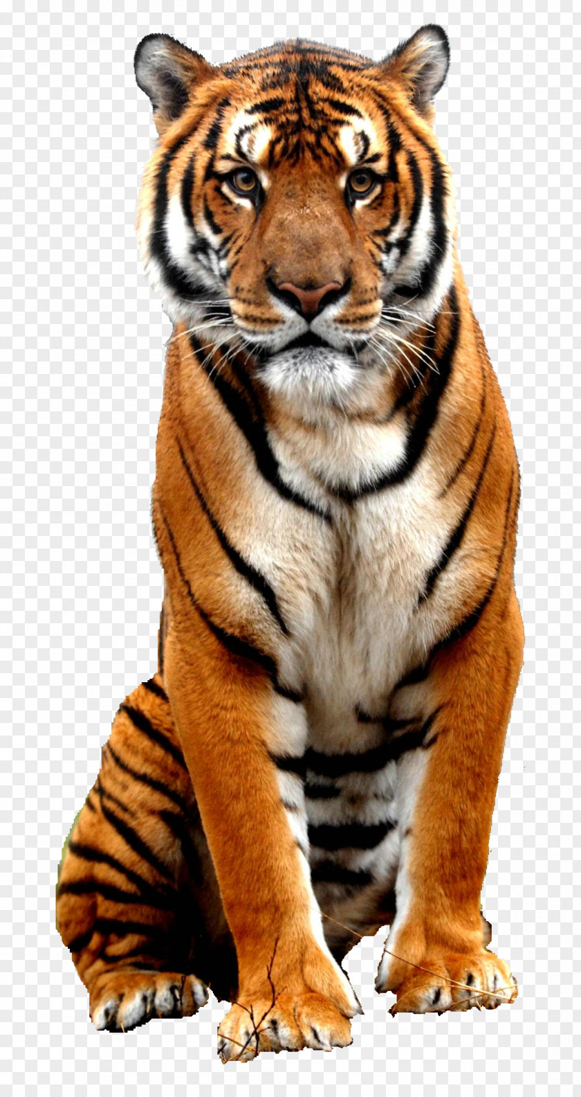 Tiger Bali Bengal Sumatran PNG