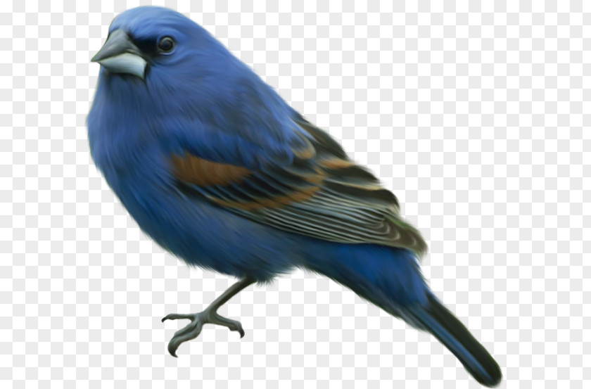 Bird Eastern Bluebird Clip Art PNG