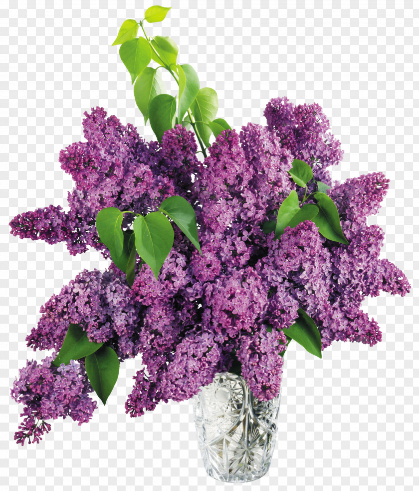 Vase With Purple Lilac Clipart Picture Flower Clip Art PNG