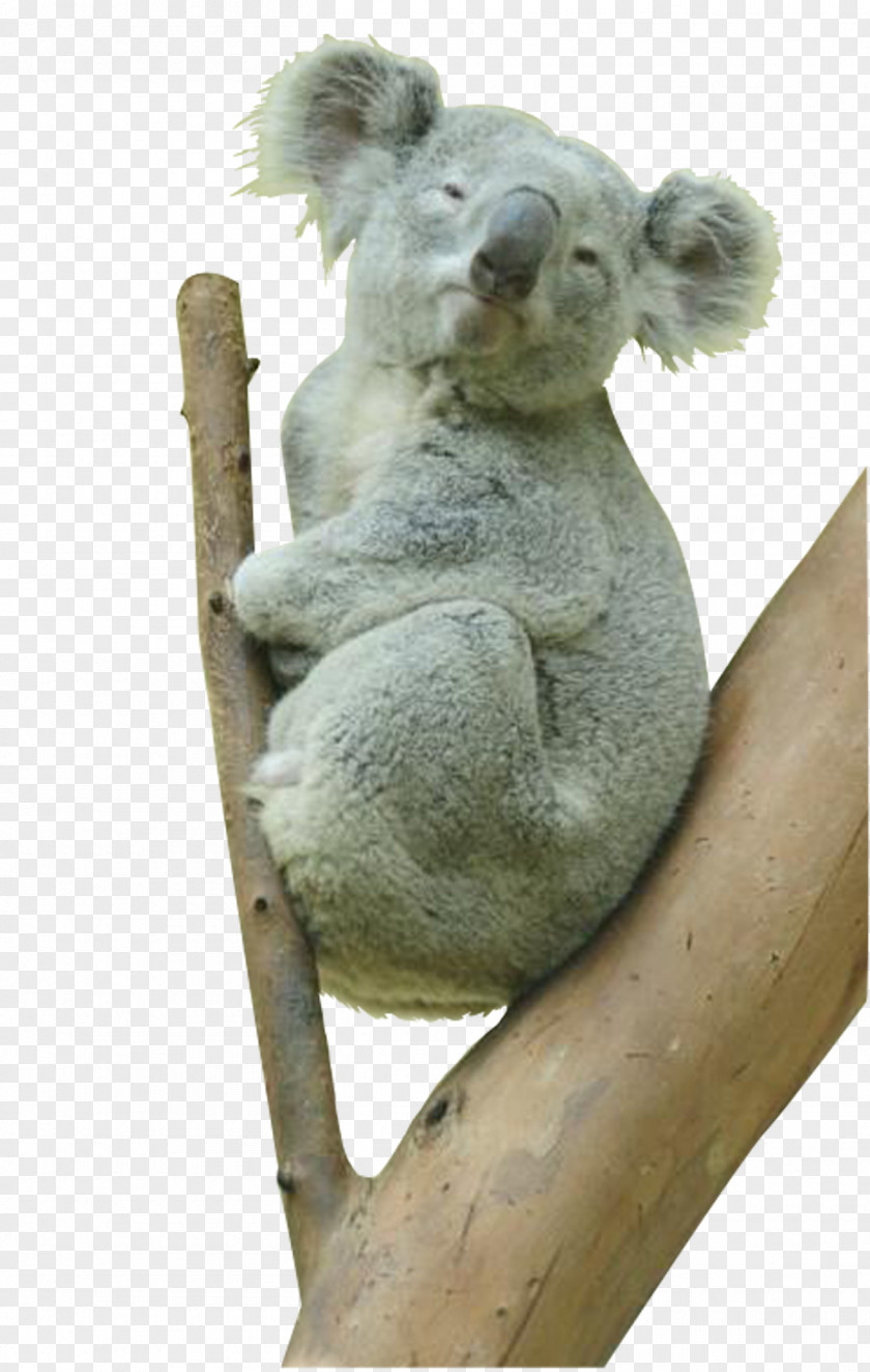 Australia Koala Bear Animal PNG