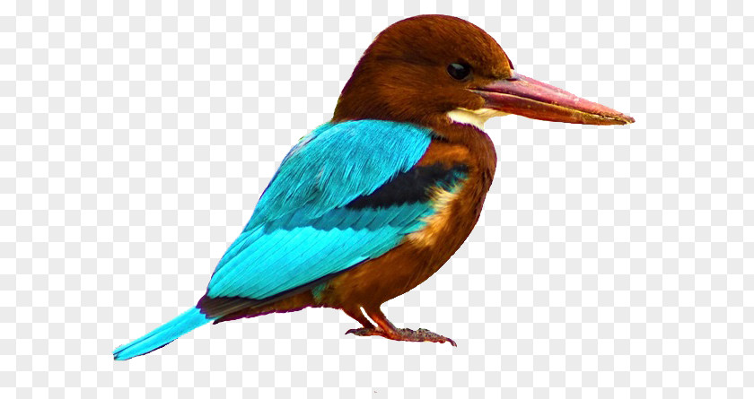 Bird White-mantled Kingfisher Glittering White-throated PNG