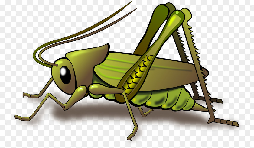 Dead Insects Cliparts Cricket Grasshopper Insect Clip Art PNG