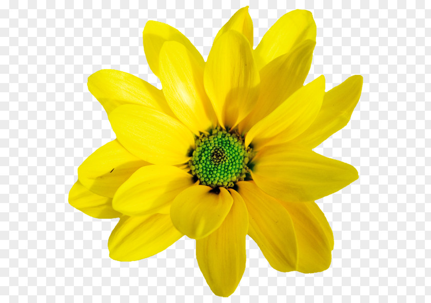 Flowers Blooming In Spring Yellow Orange Flower Clip Art PNG