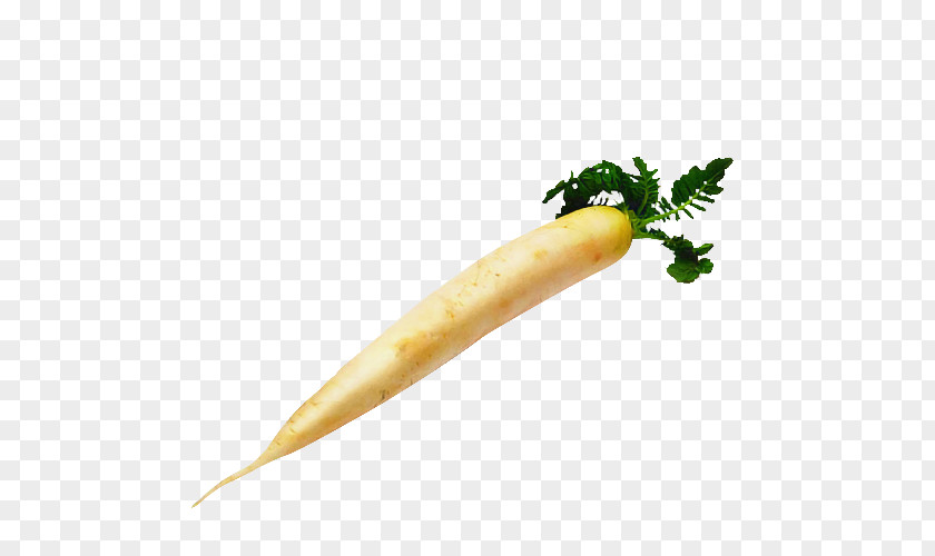 Plant Stem Vegetable Radish Carrot PNG