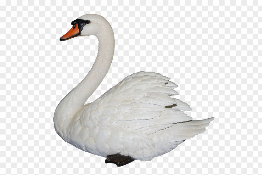 Swan Black Goose Bird Clip Art PNG