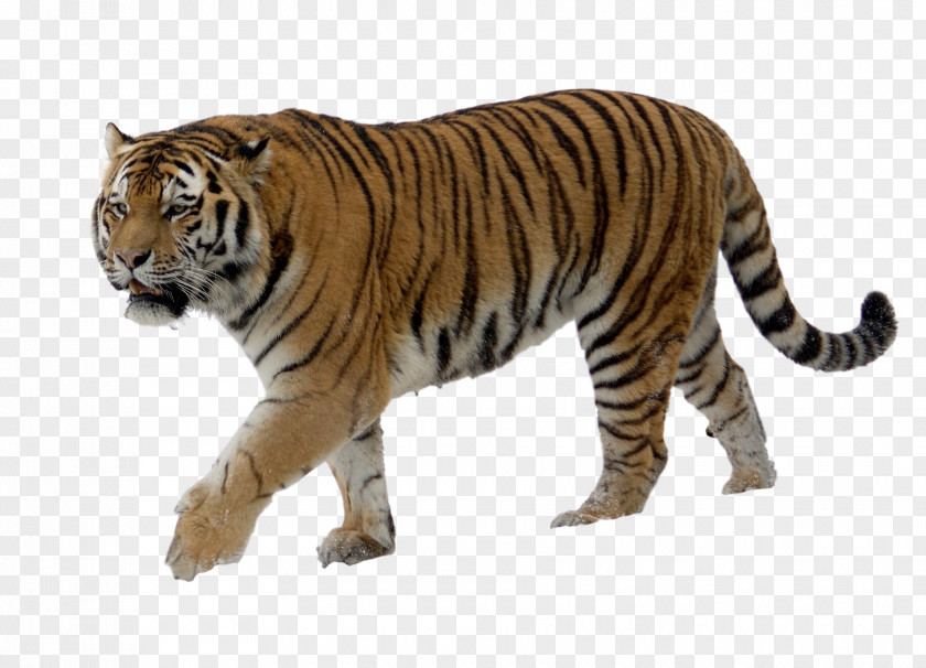 Tiger Siberian Russian Far East Bengal Felidae PNG