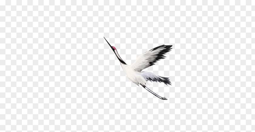 White Crane Water Bird Beak Feather PNG