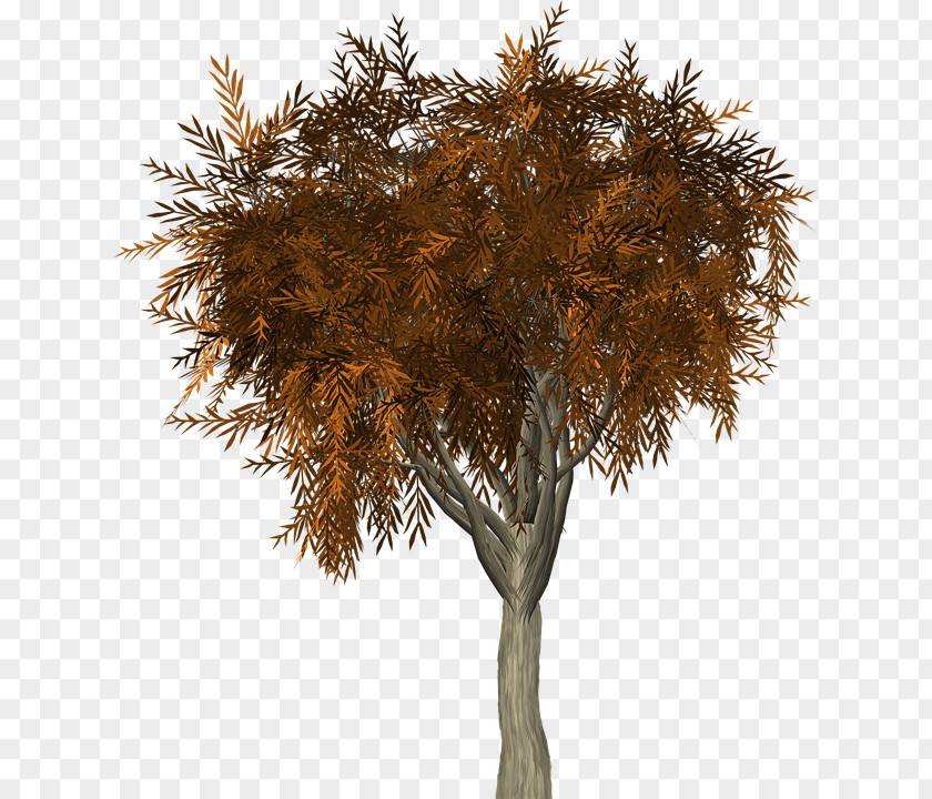 Autumn Beauty Tree House Branch Trunk Twig PNG