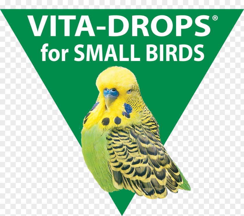Bird Parakeet Beak Graphics Fauna PNG