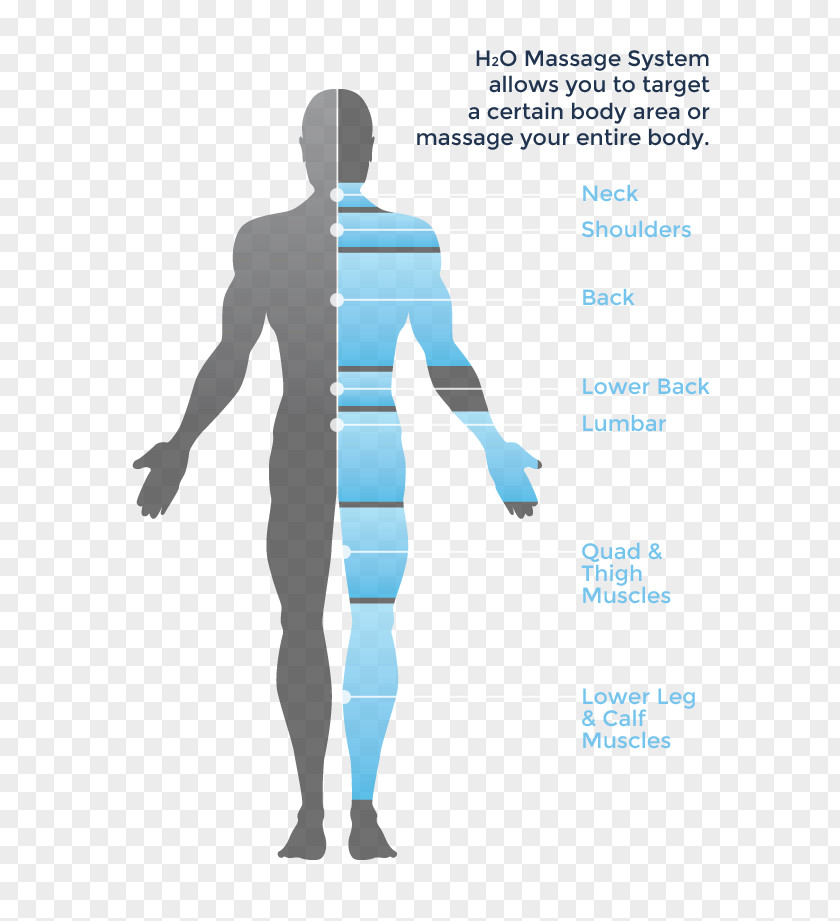 Body Muscle Anatomy Therapy Massage Hydrotherapy Human Diagram PNG