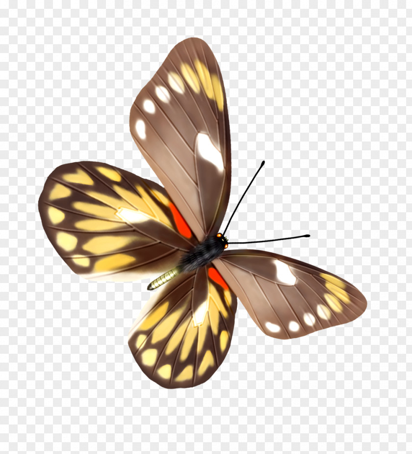 Butterfly Moth Euploea Core PNG