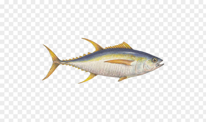Fish Sardine Mackerel Seafood Watch Sustainable PNG