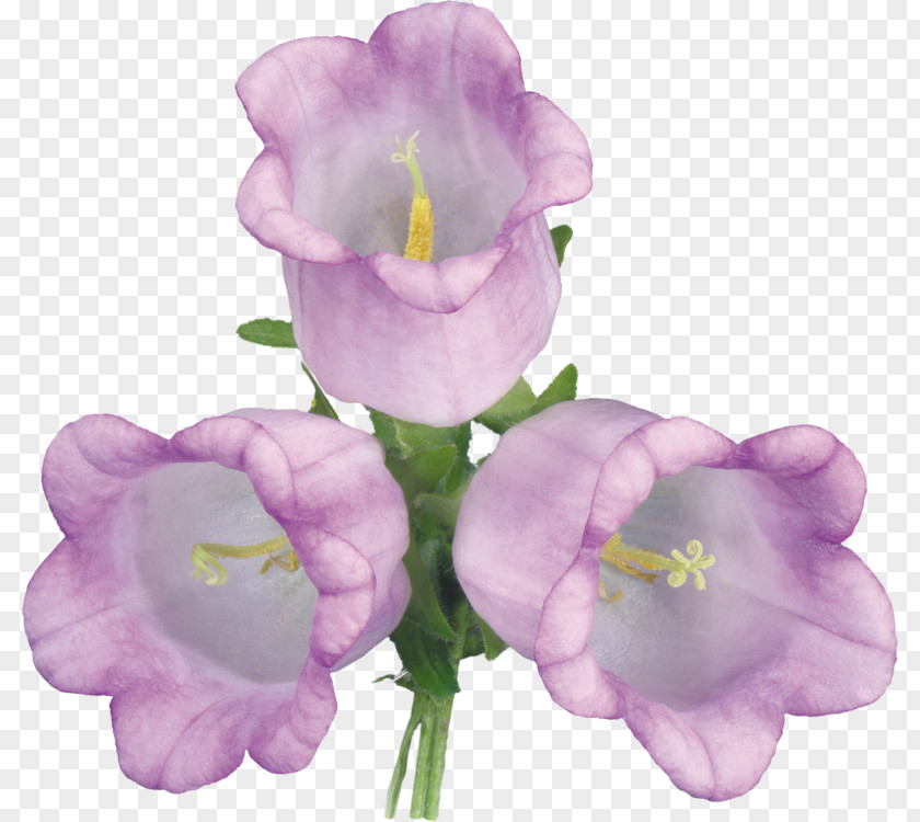 Flower Bellflowers Violet Clip Art PNG