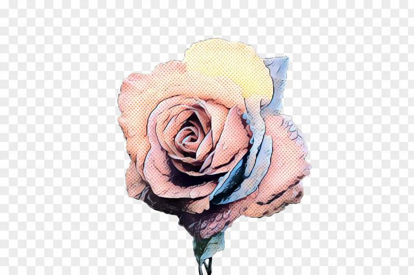 Garden Roses Cabbage Rose Cut Flowers Petal PNG