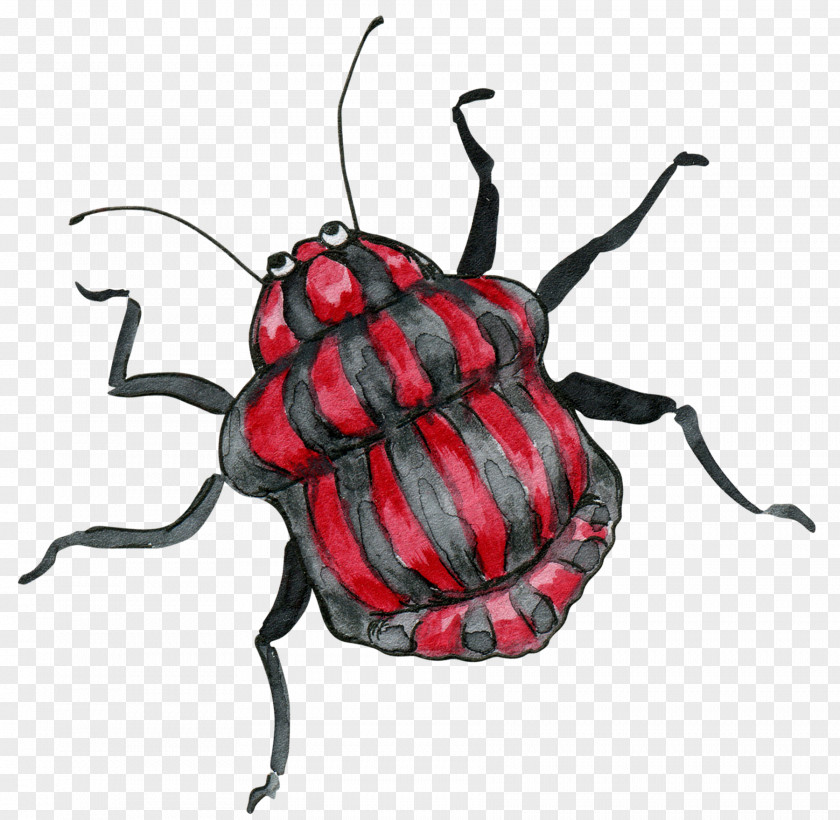 Hand Painted Insects Beetle Cartoon Illustration PNG