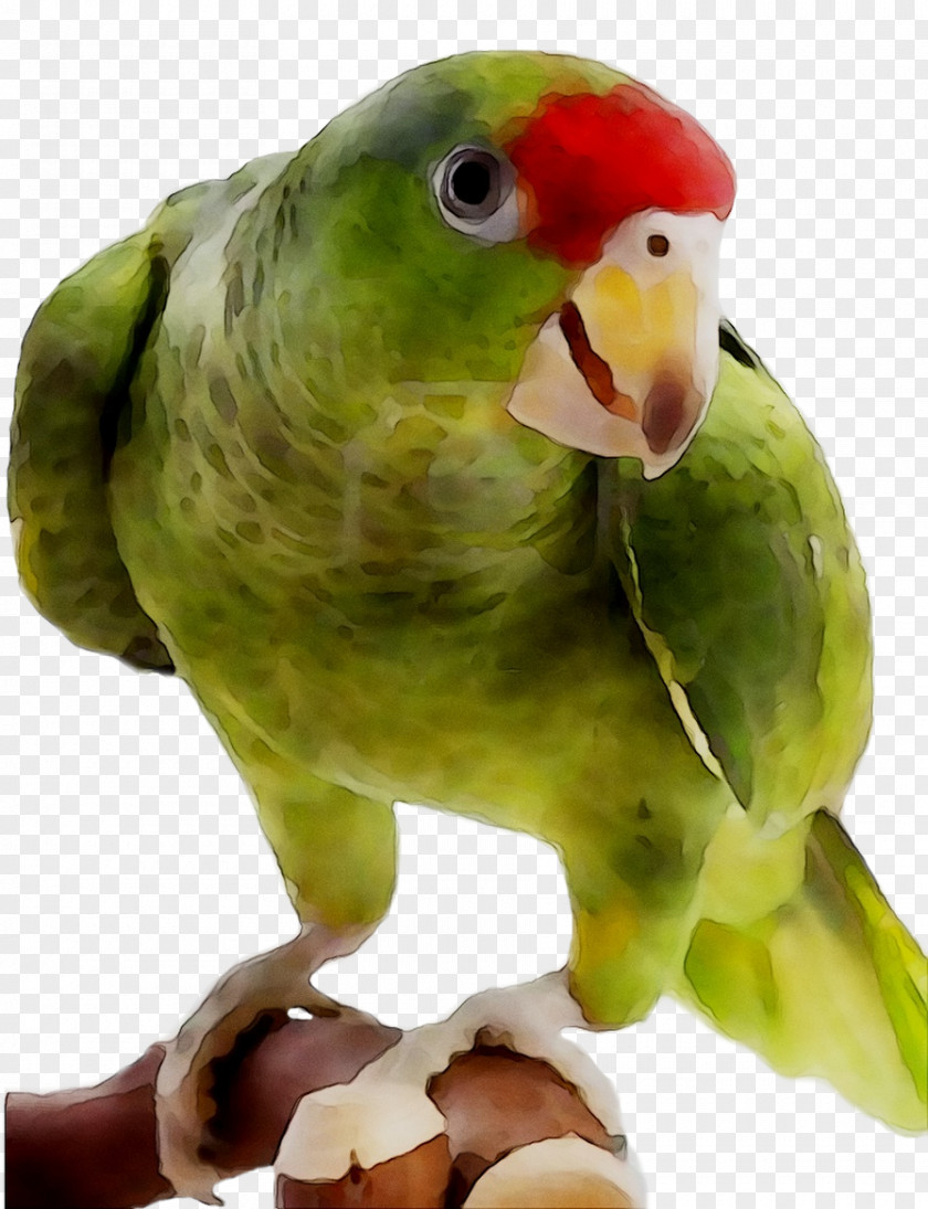 Lovebird Parakeet Pet Beak Fauna PNG