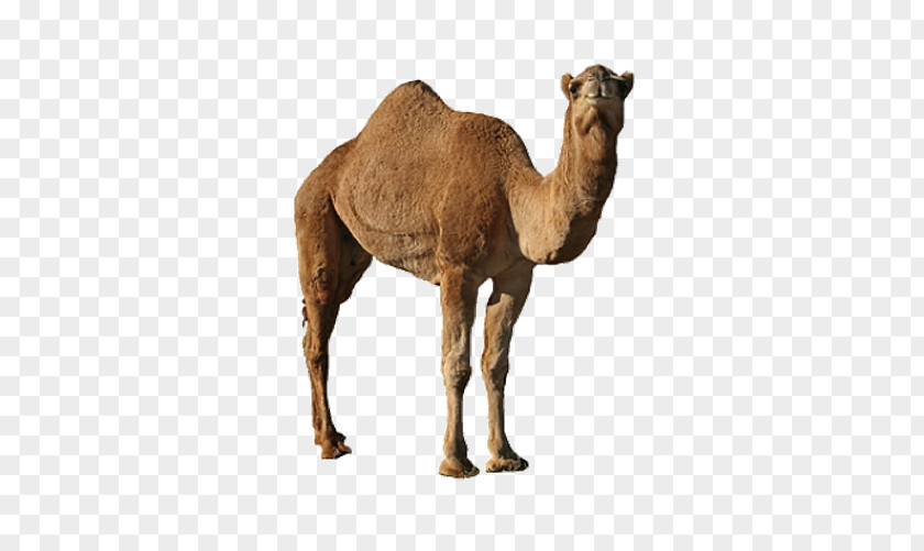 Animal Camel Dromedary Bactrian PNG