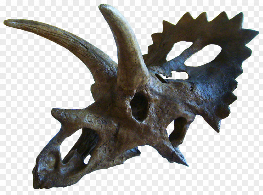 Brow Anchiceratops Triceratops Late Cretaceous Chasmosaurus Arrhinoceratops PNG