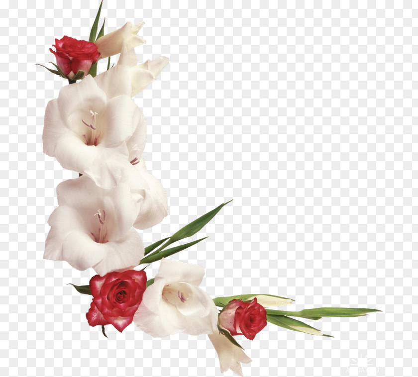 Gladiolus Flower Picture Frames Photography PNG