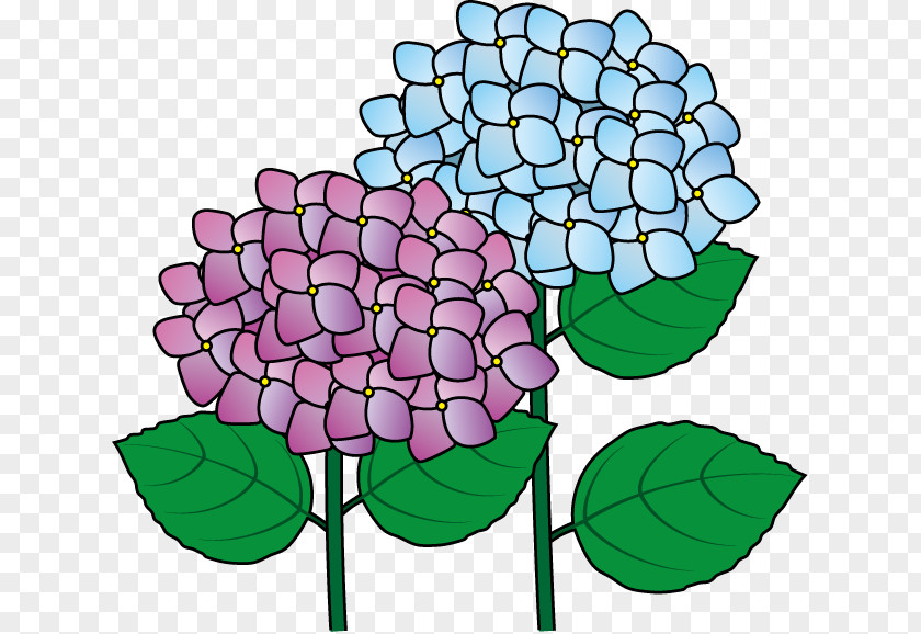 Hydrangea Cut Flowers French Plant Clip Art PNG