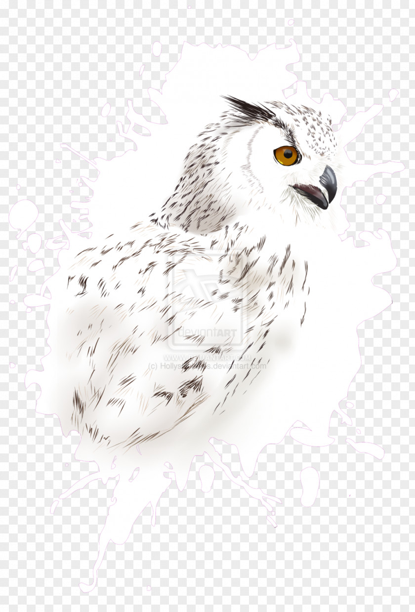 Owl Drawing Hawk /m/02csf Beak PNG