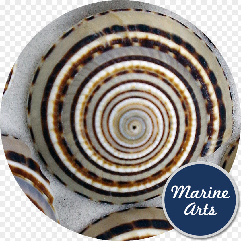 Seashells Sea Snail Seashell Gastropods Conchology PNG