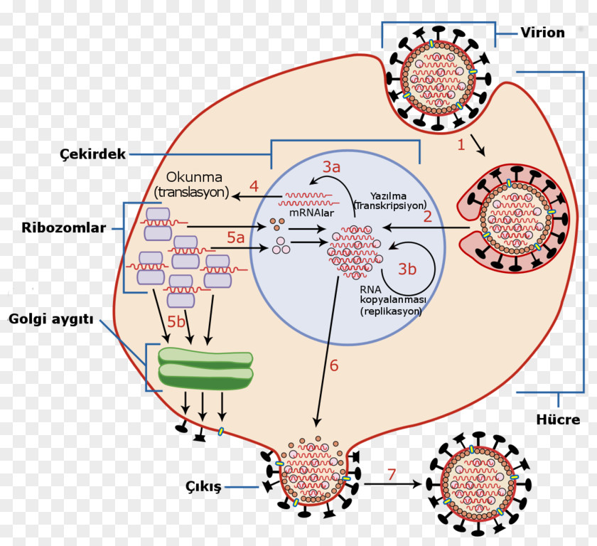 Viral Replication RNA Virus Host Entry PNG