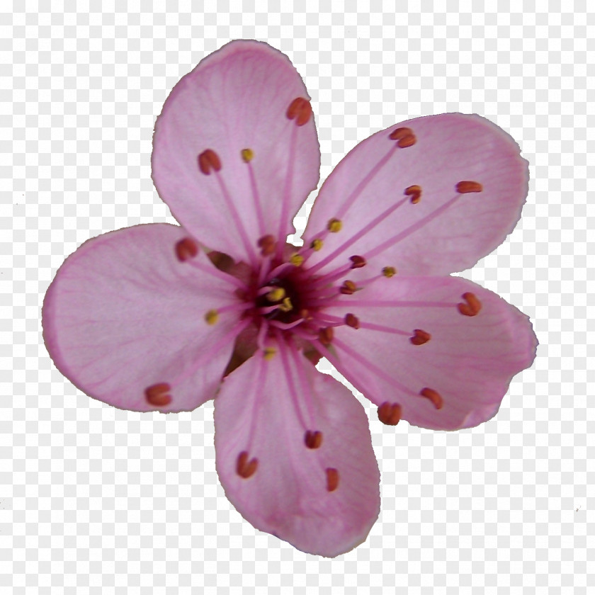 Blossom Flower Cliparts Cherry Drawing Clip Art PNG