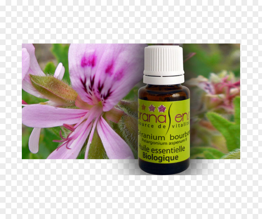 Oil Sweet Scented Geranium Bourbon Essential Eucalyptus Radiata PNG