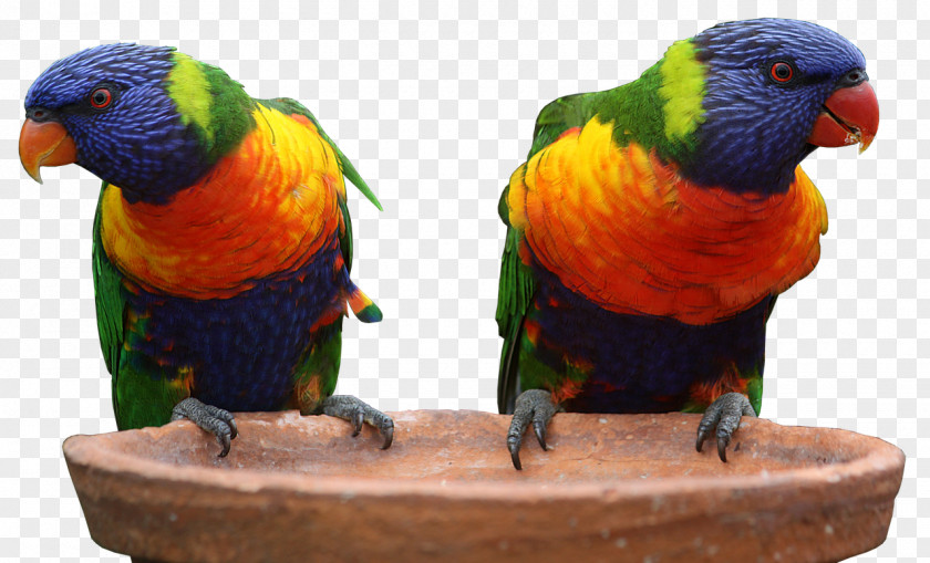 Parrot Australia Bird Budgerigar Rainbow Lorikeet PNG