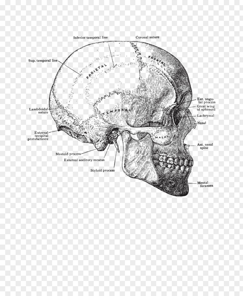 Skull Anatomy Human Body Head Torso PNG