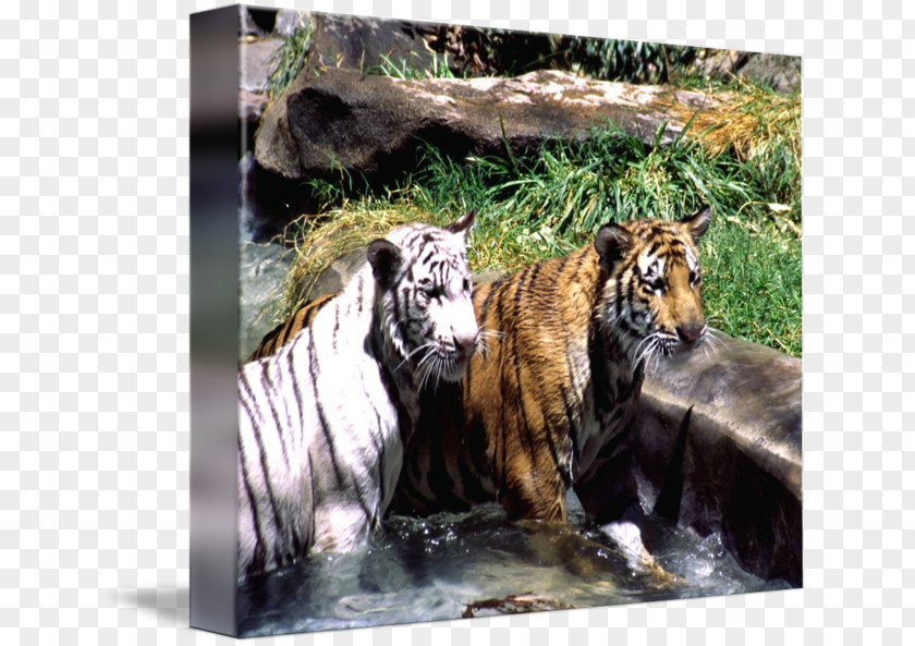 Tiger Cat Wildlife Terrestrial Animal Fauna PNG
