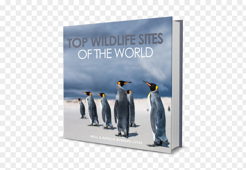 Will Burrardlucas Top Wildlife Sites Of The World Photography Leopard PNG