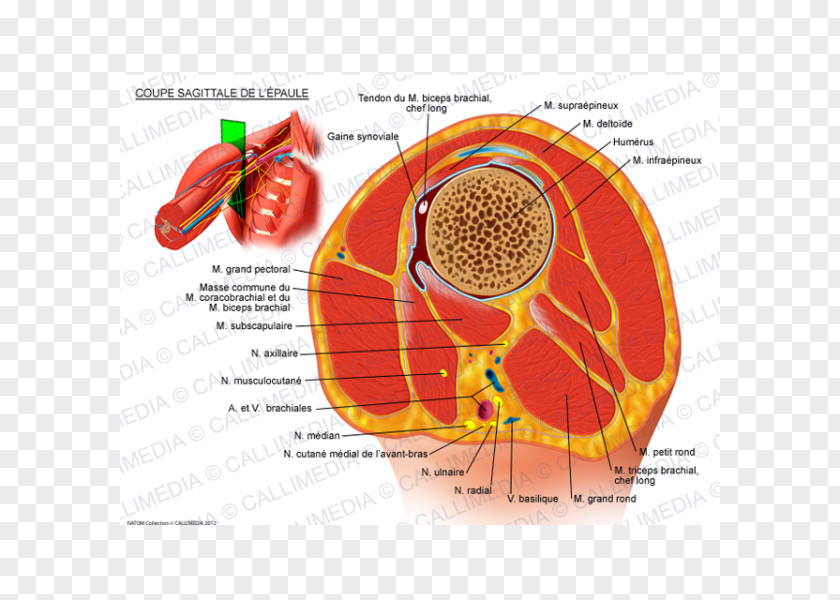 Abdomen Anatomy Shoulder Sagittal Plane Biceps Coracobrachialis Muscle PNG