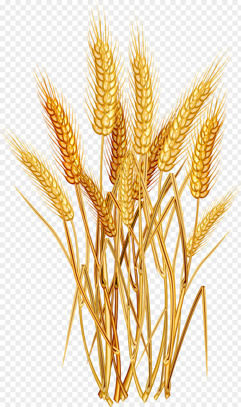 Cartoon Wheat Common Cereal Ear Clip Art PNG