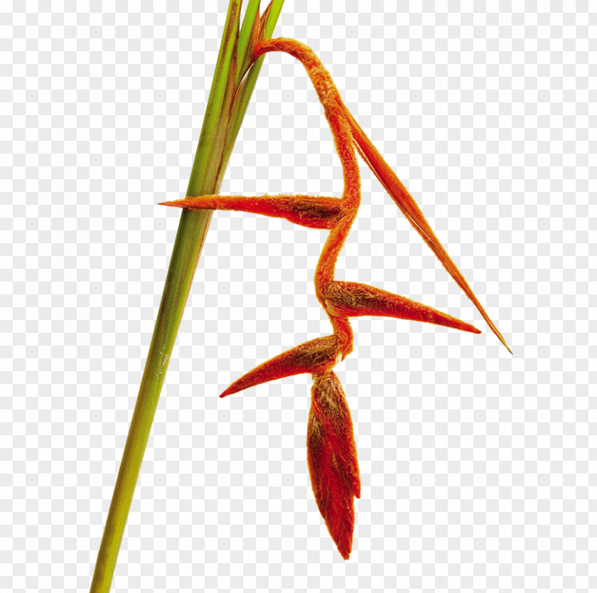 Hawthorn Tree Lobster-claws Bird Of Paradise Flower Heliconia Vellerigera Cut Flowers PNG