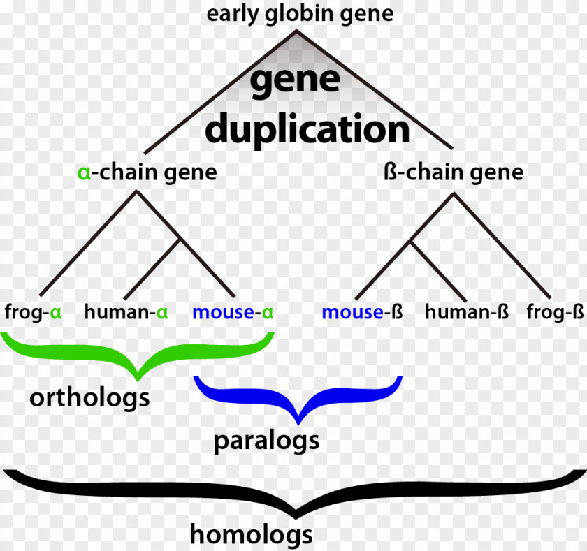 Homology Bioinformatics Gene Duplication Evolution PNG
