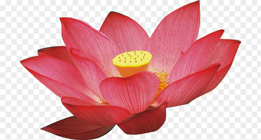 Lotus Nelumbo Nucifera PNG