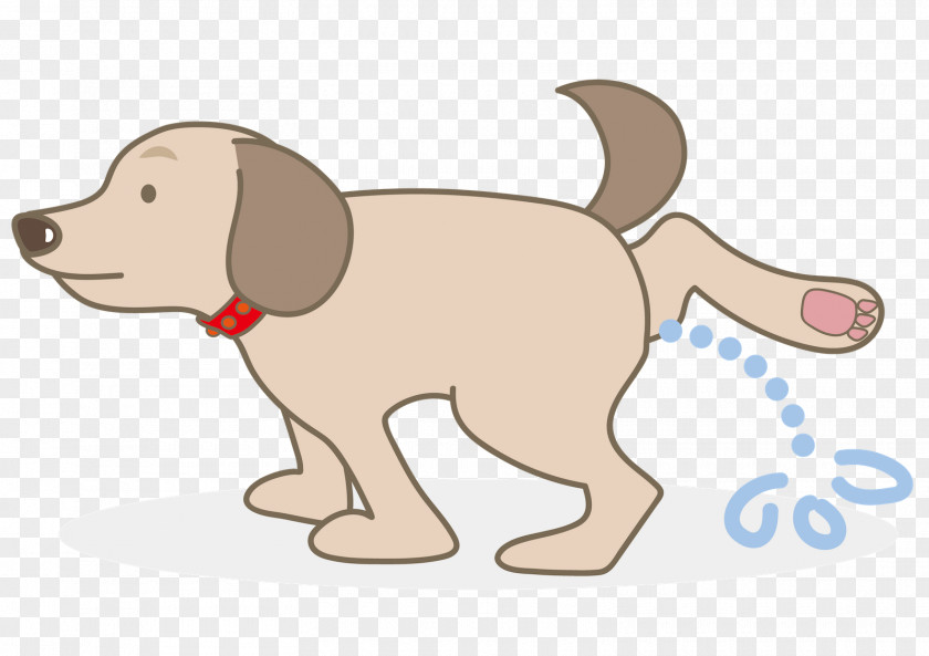 Puppy Dog Breed Sporting Group Retriever PNG