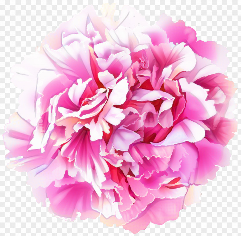 Artificial Flower Rose Pink Cartoon PNG