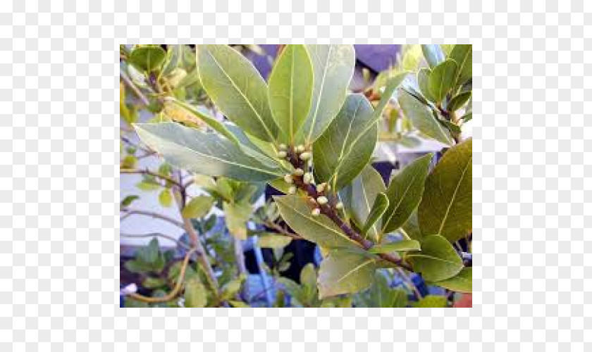 BAY LEAVES Bay Laurel Laurus Novocanariensis Azorica Leaf Tree PNG