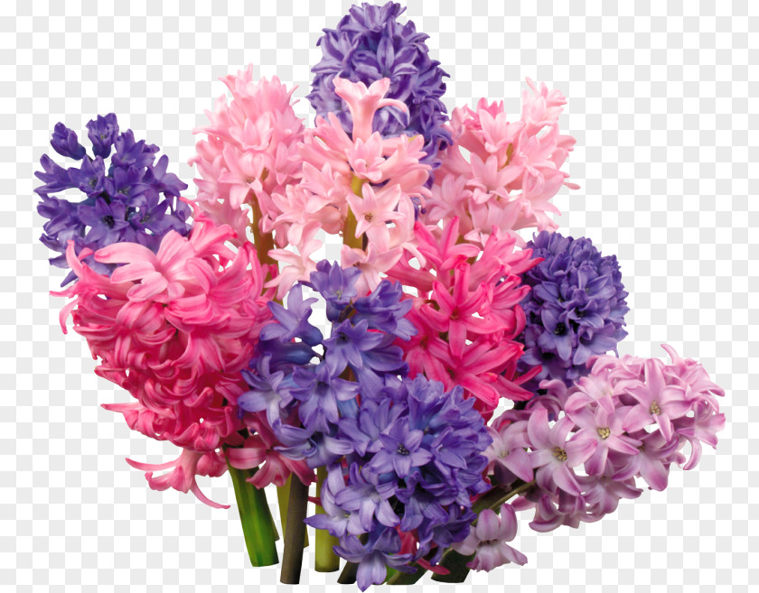 Flower Hyacinth Floral Design Bouquet Telegram PNG