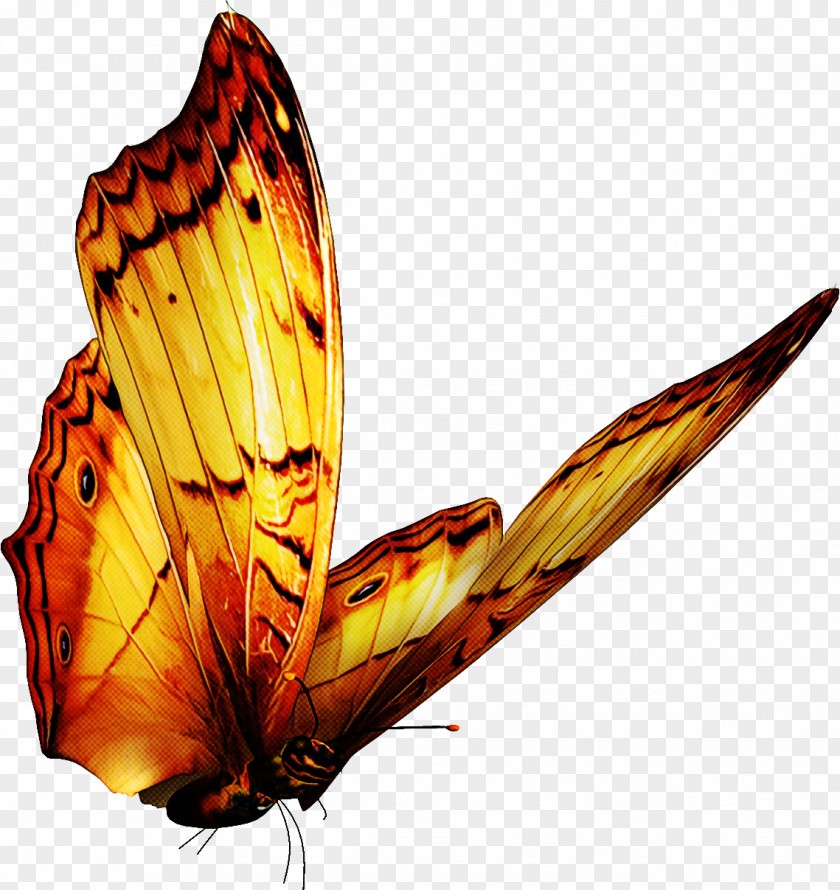 Monarch Butterfly PNG